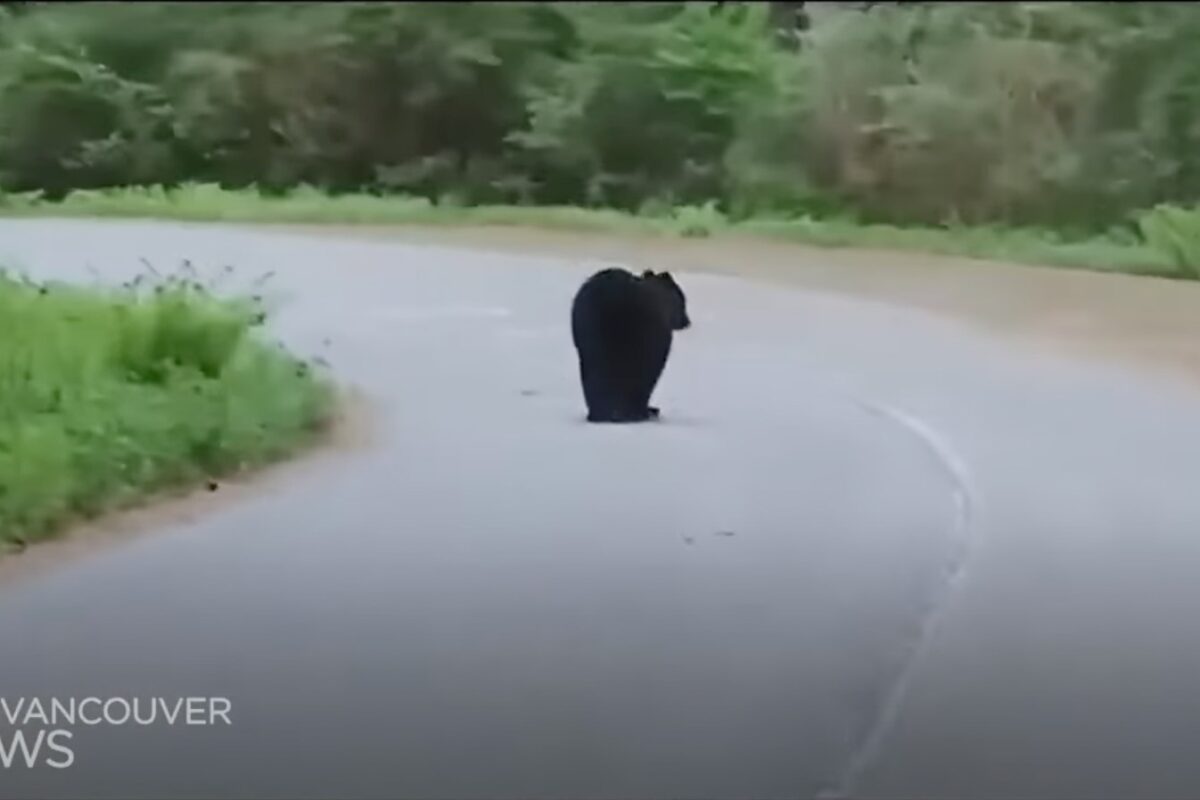 Fahrradunfall mit Schwarzbär: Video von kuriosem Wildunfall in Kanada